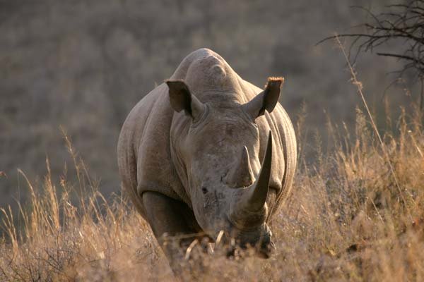 White Rhino standing, front-on view, Weenen Nature Reserve, South Africa
