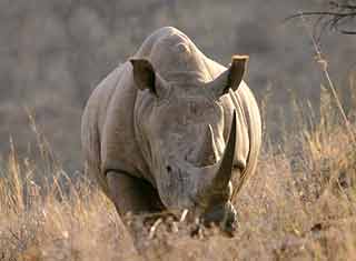 White rhino, Weenen game reserve, South Africa