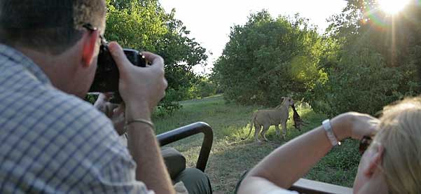 Photographer taking safari photo