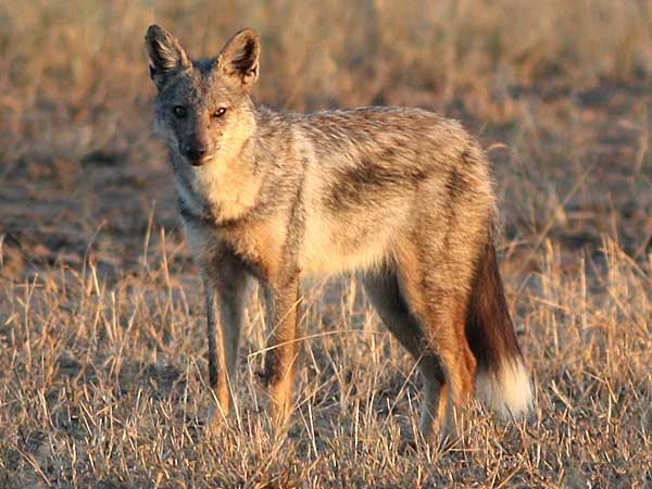 side-striped jackal in late afternoon sun