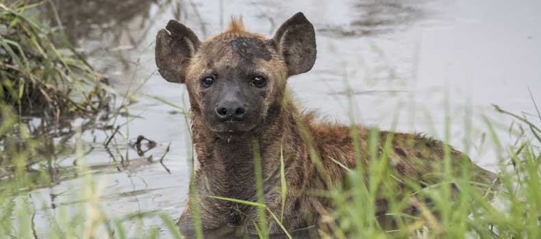 Spotted hyena cooling off in waterhole, Kruger National Park, South Africa