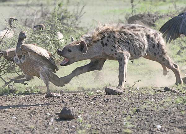 Spotted hyena snapping at vulture, kruger national park