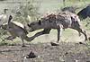 spotted hyena chasing vulture