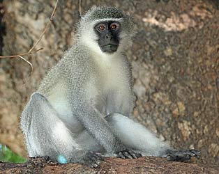 Adult vervet monkey