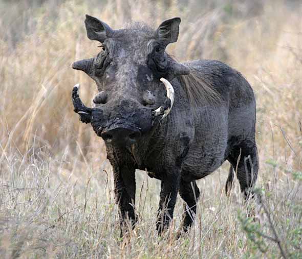 Warthog with muddy tusks and prominent warts