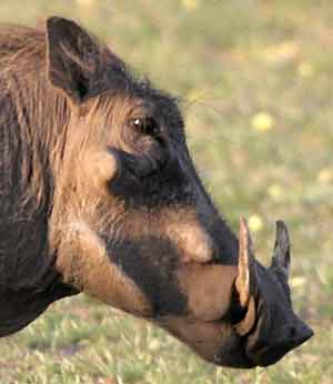 Warthog showing tusks and warts
