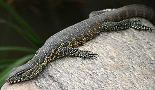 Water monitor or leguaan on rock, Kruger Park, South Africa