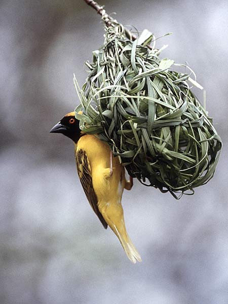 Picture of masked weaver building nest