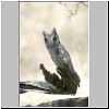 whitefaced-owl