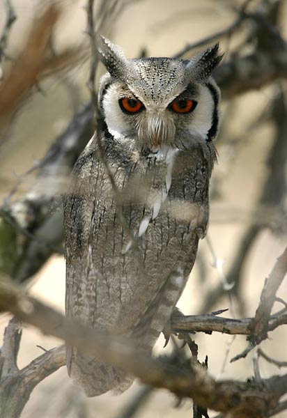 Whitefaced owl
