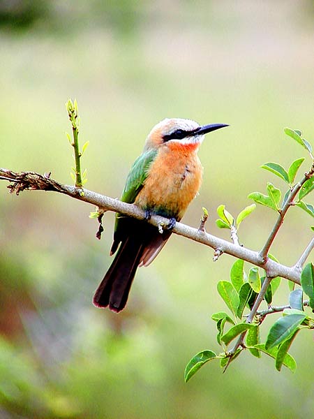 Picture of Whitefronted Bee-eater