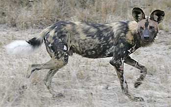 African wild dog, side view, Sabi Sand, South Africa