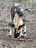 African Wild Dog (Lycaon pictus) sniffing at old bone