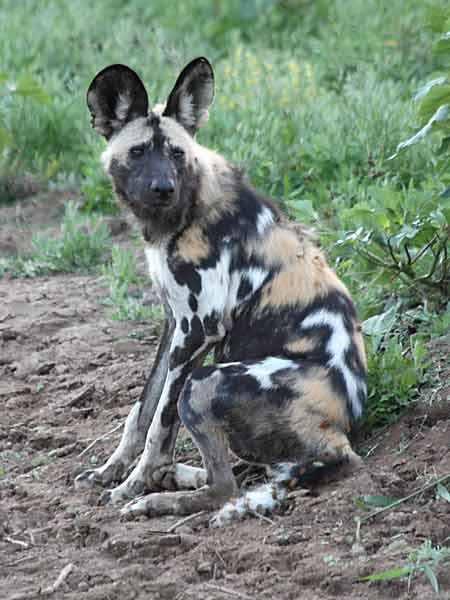 Wild dog sitting on its haunches