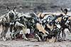 African Wild Dogs (Lycaon pictus) feeding on impala kill