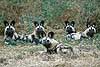 Group of African Wild Dog (Lycaon pictus) relaxing