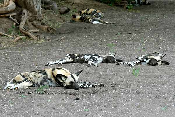 Wild dogs asleep in dry riverbed