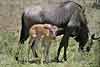 Wildebeest mother with calf, Kruger National Park