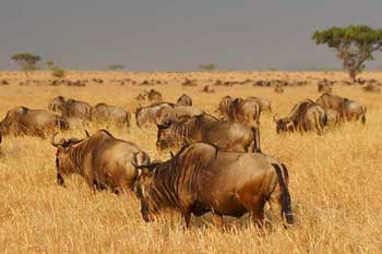 Migrating wildebeest on plains of Serengeti