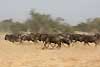 Wildebeest herd on the run, panned shot, Serengeti