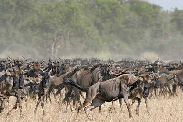 Wildebeest herd takes fright, Serengeti NP, Tanzania