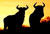 Wildebeest pair in silhouette at sunset