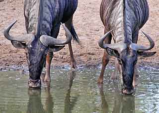 Wildebeest pair drinking from waterhole, Mkuzi Game Reserve