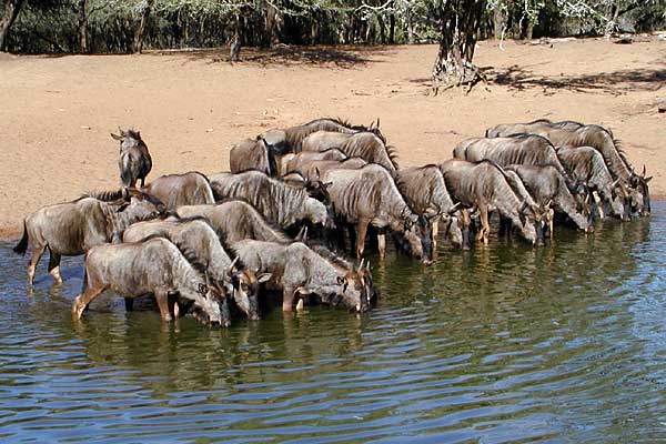 Wildebeest herd at waterhole, Mkuzi Game Reserve, South Africa