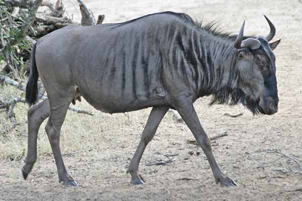 Wildebeest walking, side-on view