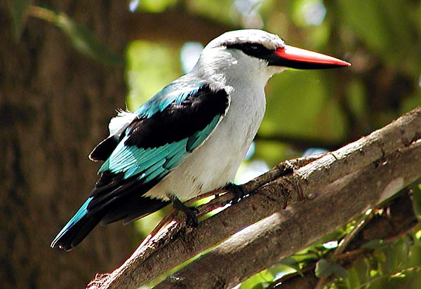 Picture of Woodland Kingfisher