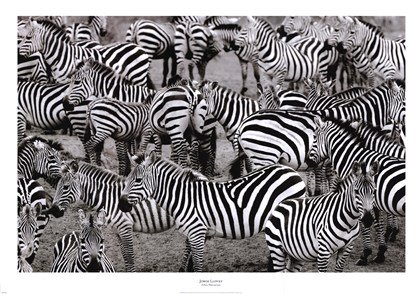 Zebra abstract fine art print