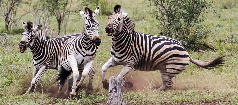 Zebra stallions fighting and kicking, Kruger National Park, South Africa