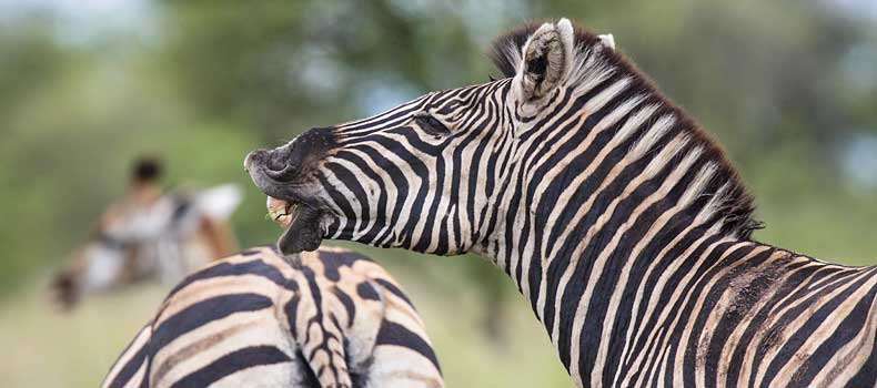 Zebra and giraffe, Kruger National Park, South Africa
