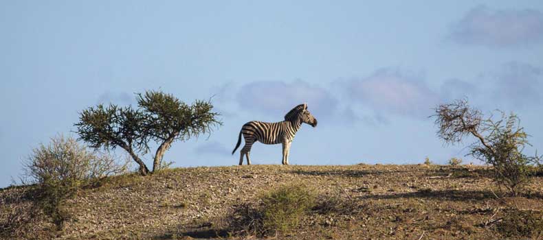 Zebra against skyline, Mashatu Game Reserve, Botswana