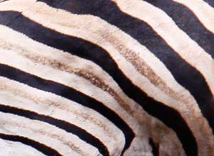 Zebra stripes showing shadow stripes