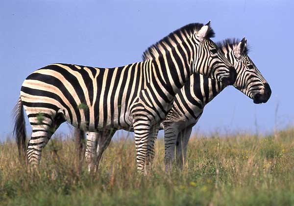 Zebra pair standing side-on