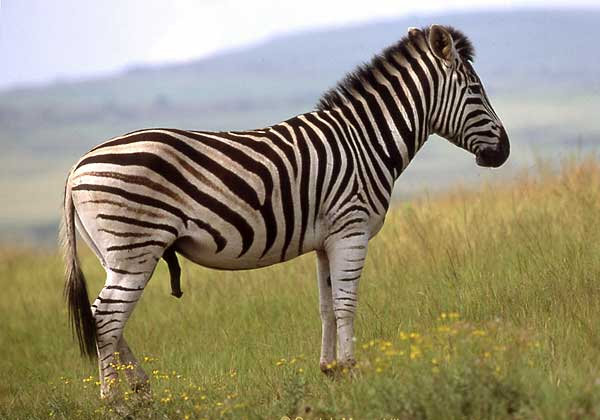 Zebra stallion, side-on