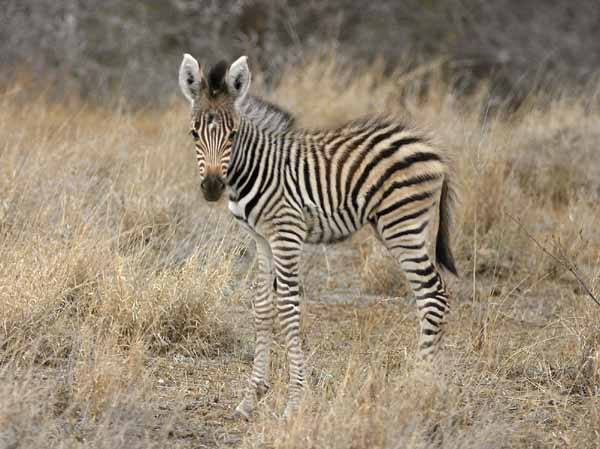 Zebra foal standing side-on
