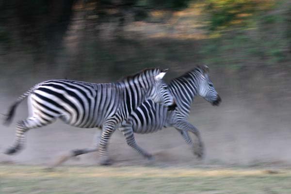 Zebra pair running