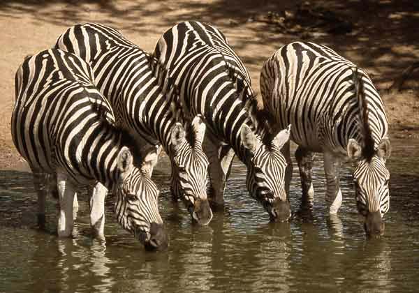 Zebra drinking from waterhole