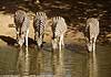 zebra group drinking at waterhole