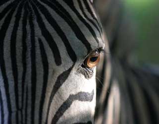 Zebra, extreme close-up, Stainbank Nature Reserve, South Africa