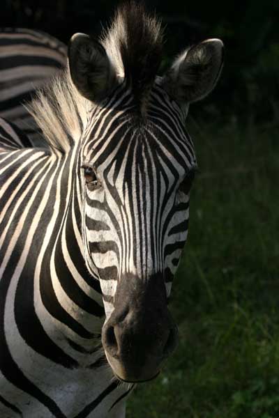 Zebra portrait, front view