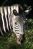 Zebra head close-p