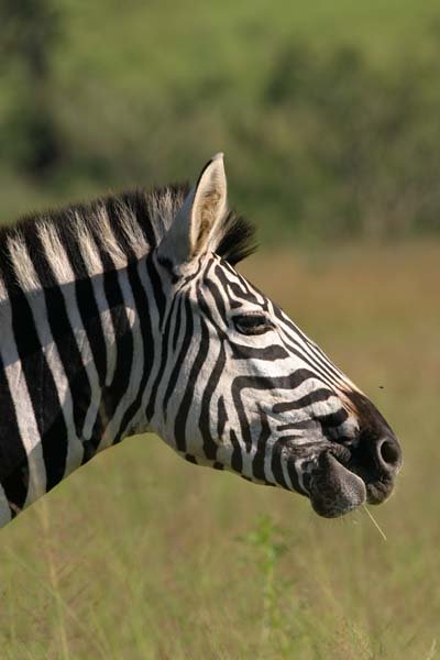Zebra portrait, profile view