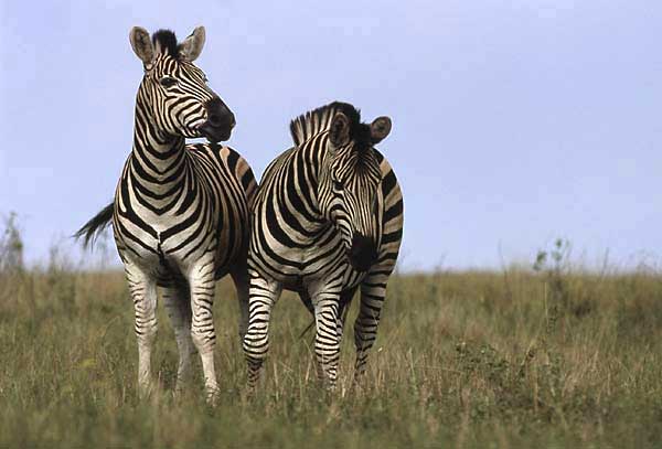 Zebra pair standing front-on