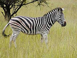 Zebra standing side-on