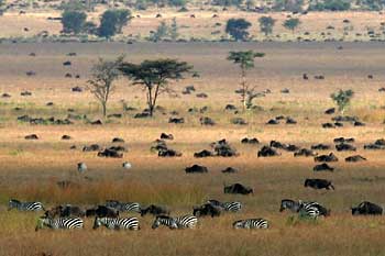 Serengeti plains with zebra and wildebeest