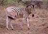 Picture of lone zebra