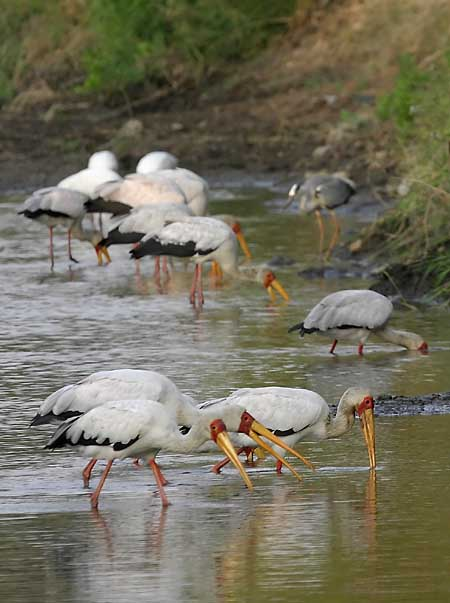 Yellowbilled Storks